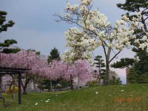 中庭の花々