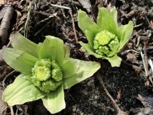 さよなら の代わりに ありがとう の花束を 宮城学院女子大学附属認定こども園 森のこども園