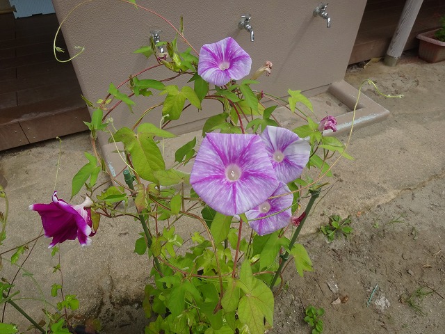 DSC09914